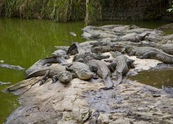 Crocodile Park & Gris Gris Cliffs